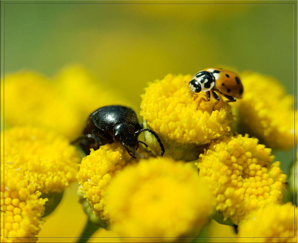 ����� ���� ������ ����� ������  �� PhotoGeek.ru #�����
