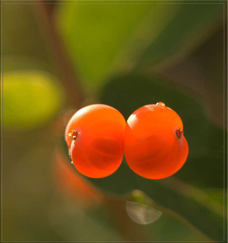 На солнышке после дождя / На солнышке после дождя / Фотография на ...