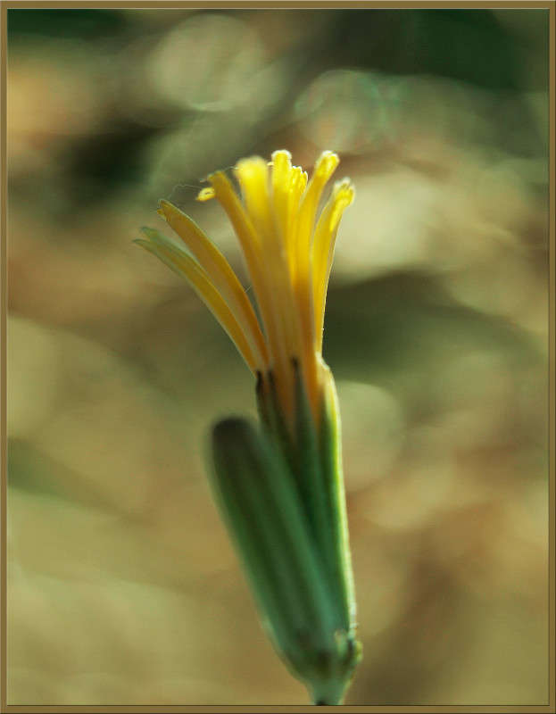 На встречу солнцу / На встречу солнцу / Фотография на PhotoGeek.ru