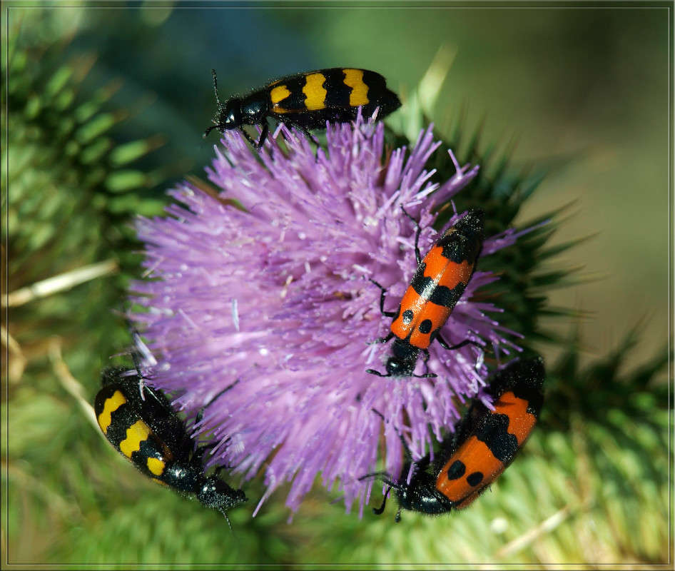 ������� ����� ������  �� PhotoGeek.ru #�����