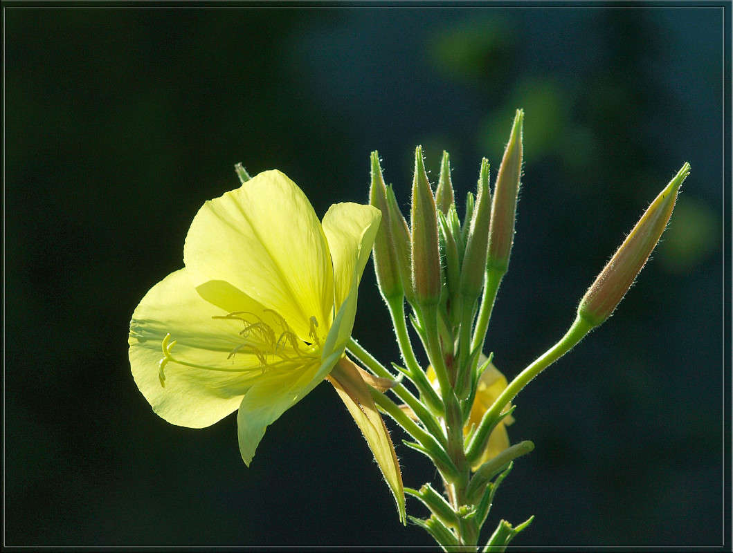 Желтый тычинки и пестик / Желтый тычинки и пестик / Фотография на ...