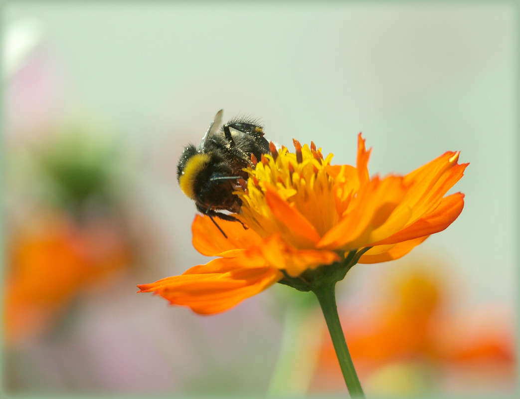В жаркий полдень / В жаркий полдень / Фотография на PhotoGeek.ru