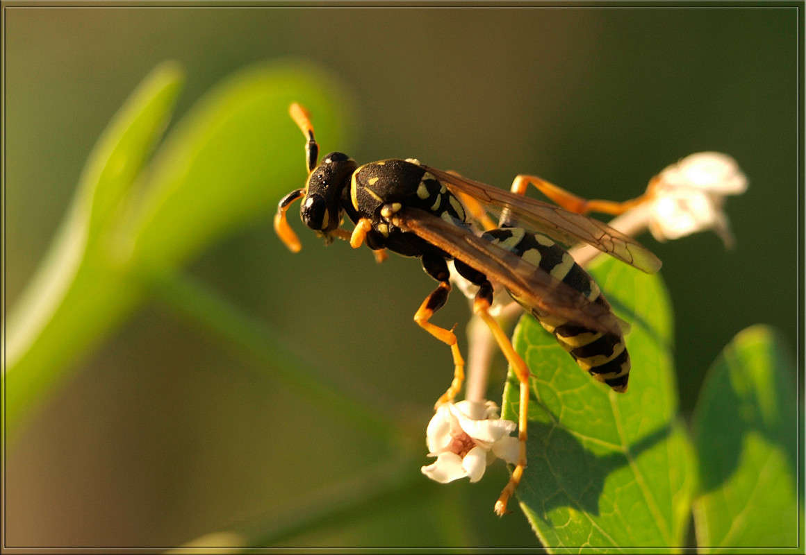 ������ ������ �� ������ ����� ������  �� PhotoGeek.ru #�����