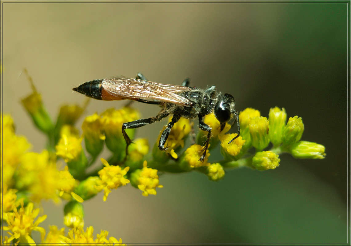 челюсть насекомых 5 букв