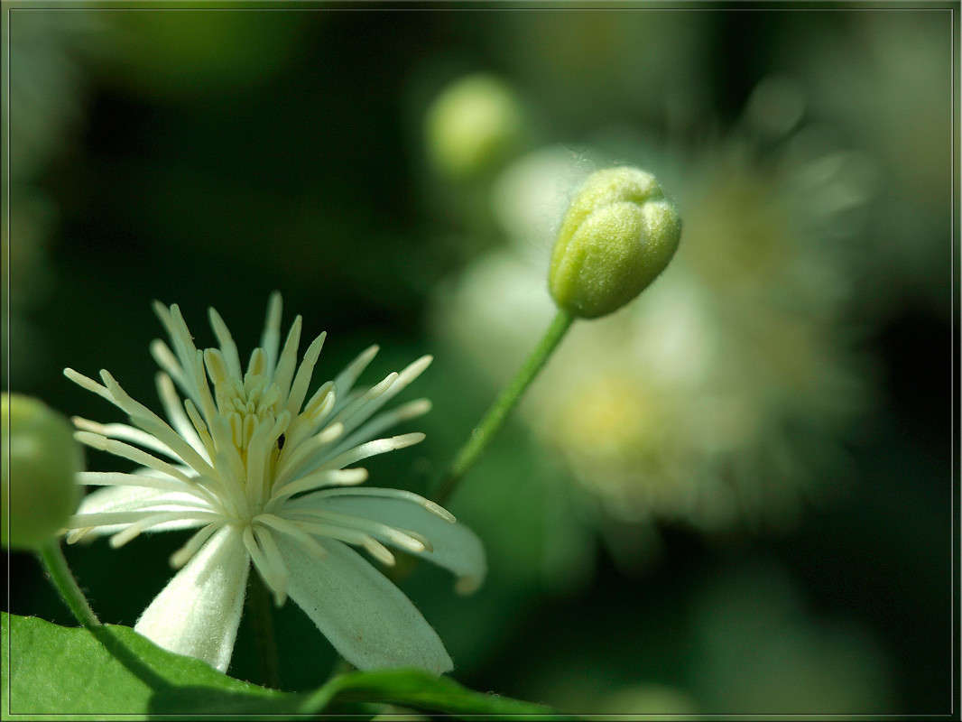 ������ � ��������� ����� ������  �� PhotoGeek.ru #������ ��� �������