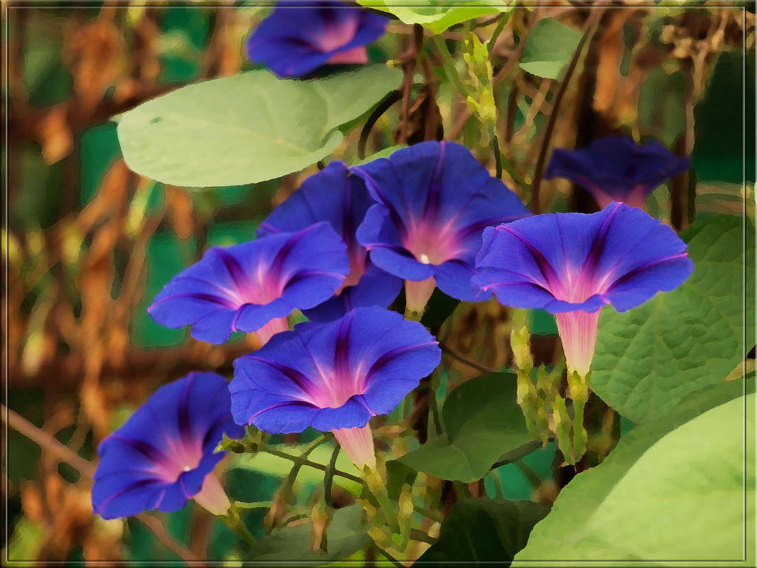 Дачная зарисовка / Дачная зарисовка / Фотография на PhotoGeek.ru