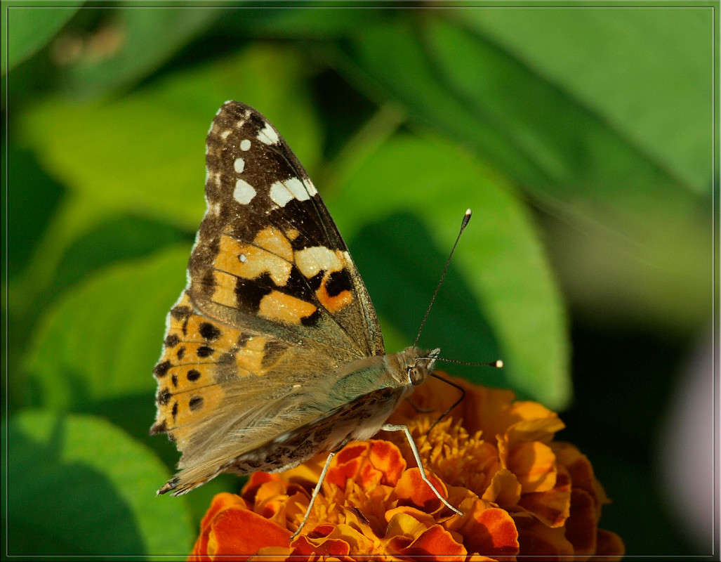 ��� ������� ����� ������  �� PhotoGeek.ru #�����