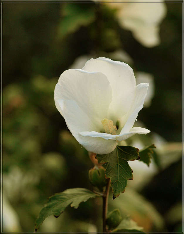 ���������� � ��������� ����� ������  �� PhotoGeek.ru #������ ��� �������