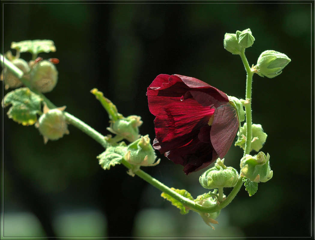 ���������.jpg ����� ������  �� PhotoGeek.ru #������ ��� �������