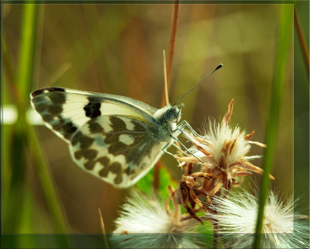 ����������� ����� ������  �� PhotoGeek.ru #�����