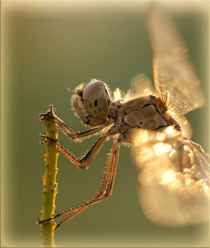 ������� ��� ��������.jpg ����� ������  �� PhotoGeek.ru #�����