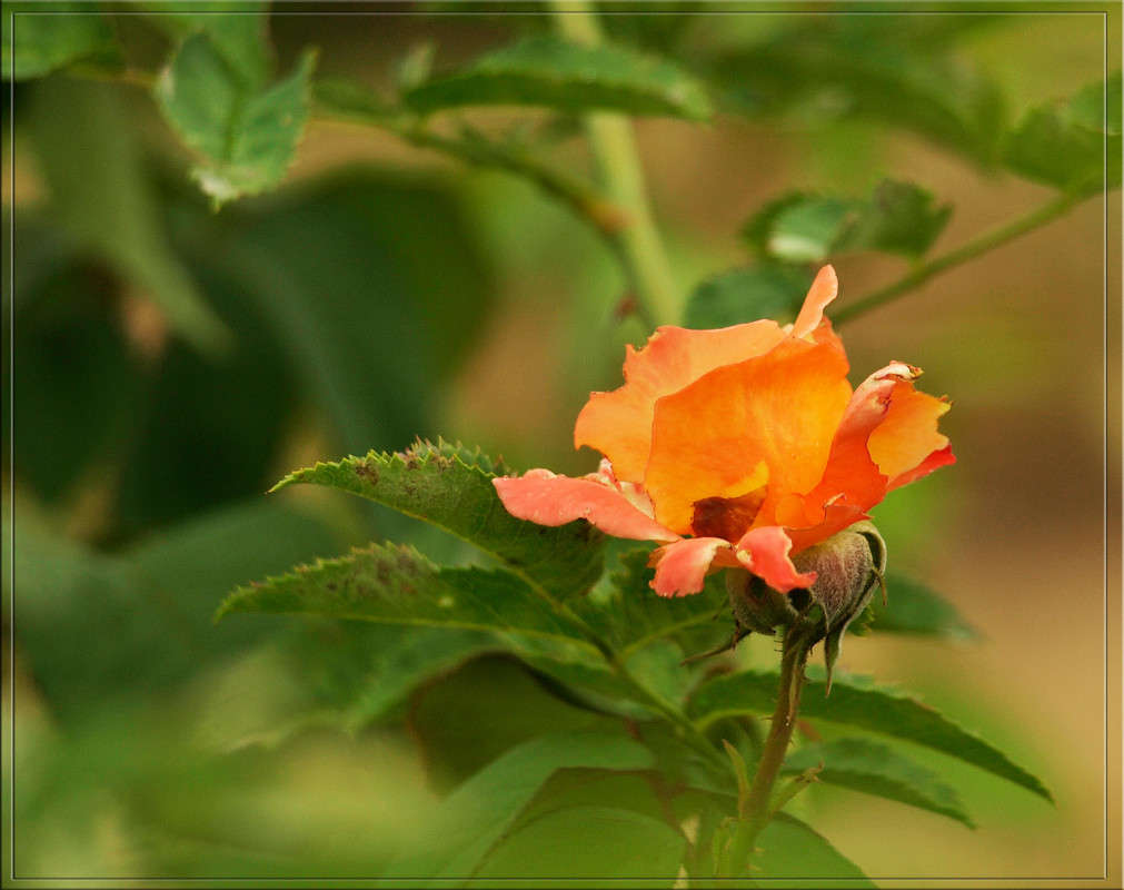 ���� ������� 2 ����� ������  �� PhotoGeek.ru #������ ��� �������