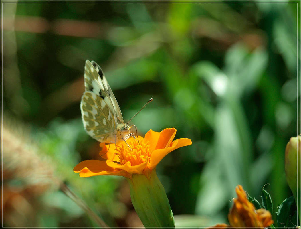 ������� ��������.jpg ����� ������  �� PhotoGeek.ru #�����