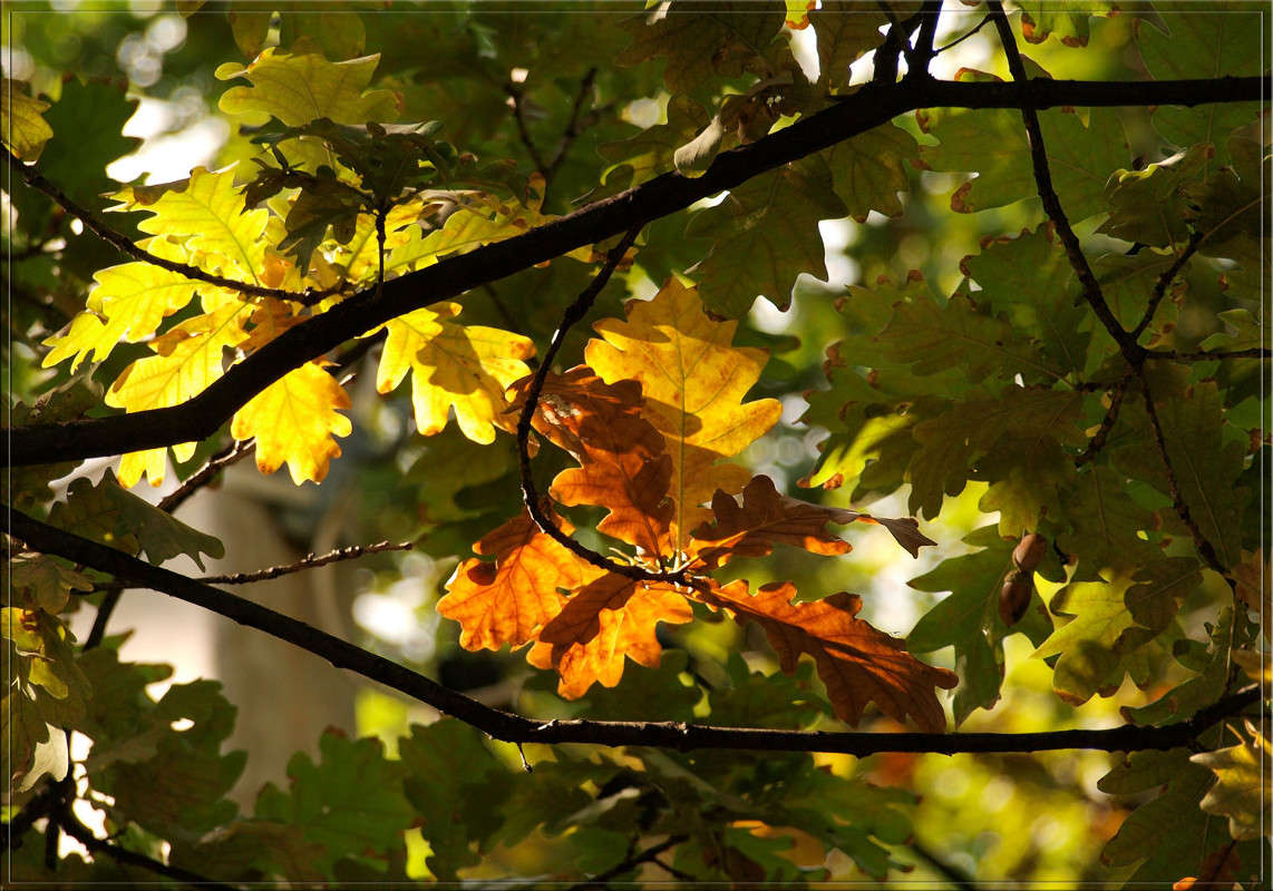 Расцветка листьев / Расцветка листьев / Фотография на PhotoGeek.ru