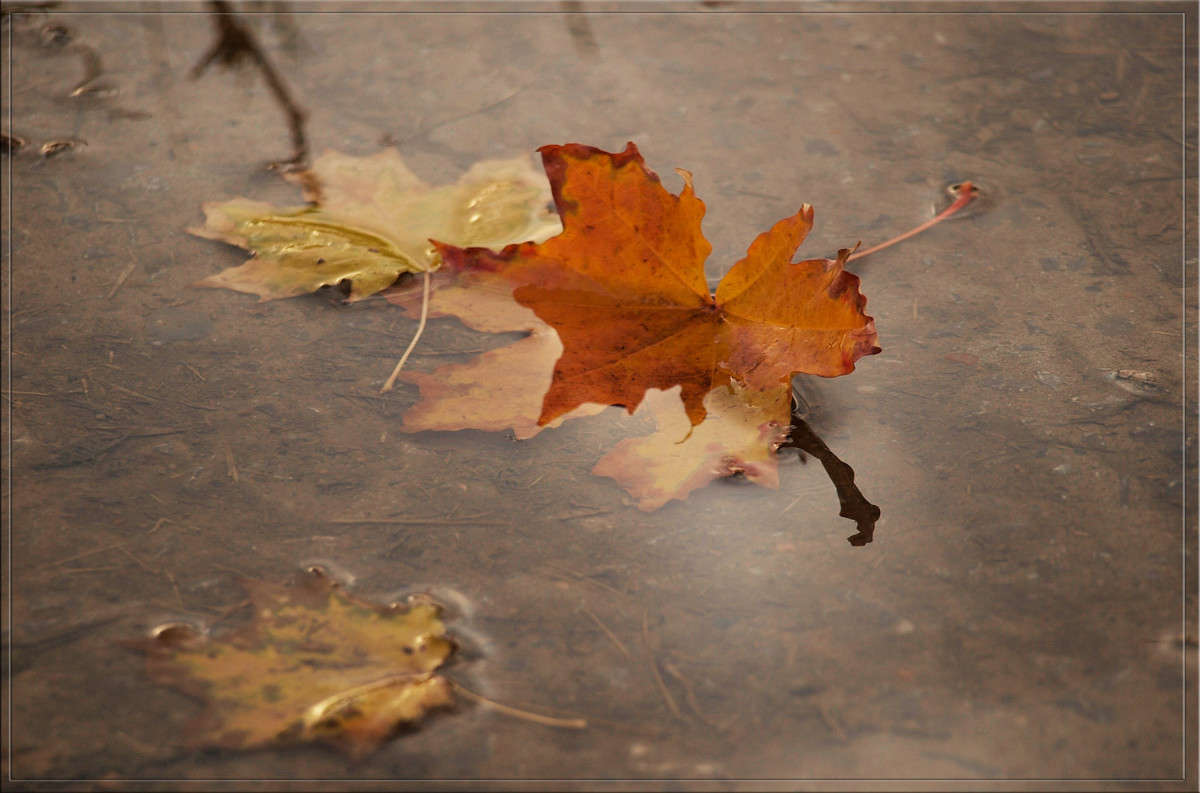 Листик с отражением / Листик с отражением / Фотография на PhotoGeek.ru