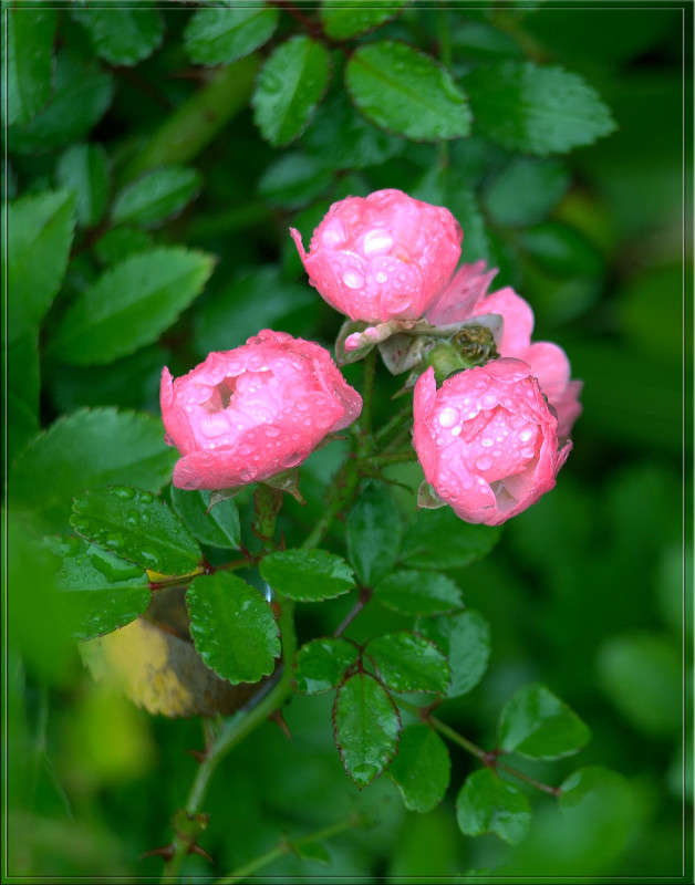 ������ ����� ������  �� PhotoGeek.ru #������ ��� �������