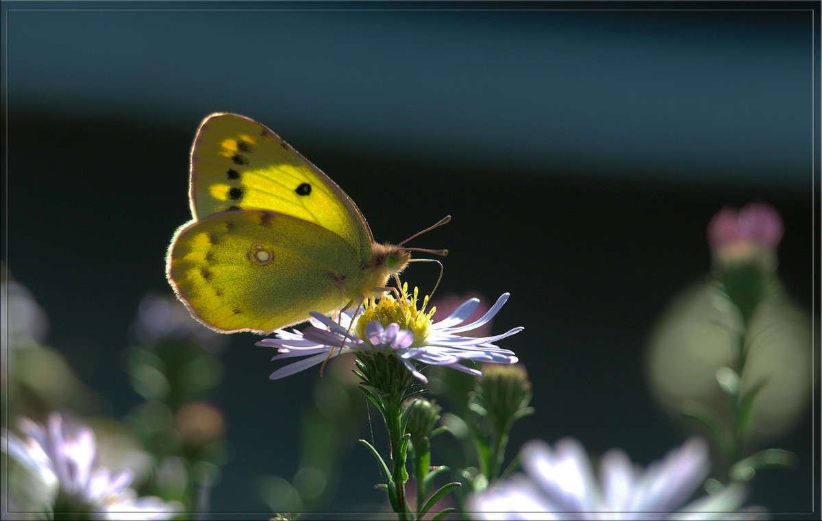 ��������� ���� � ������� 1 ����� ������  �� PhotoGeek.ru #�����