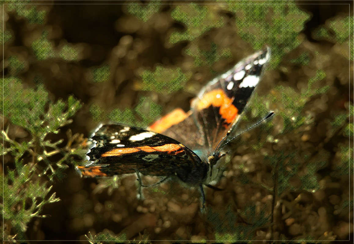 ���� 25 ������� 5 ����� ������  �� PhotoGeek.ru #�����