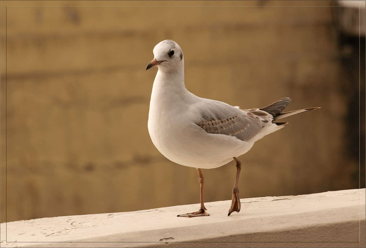 �������� ����� �������� ����� ������  �� PhotoGeek.ru #�������� ���