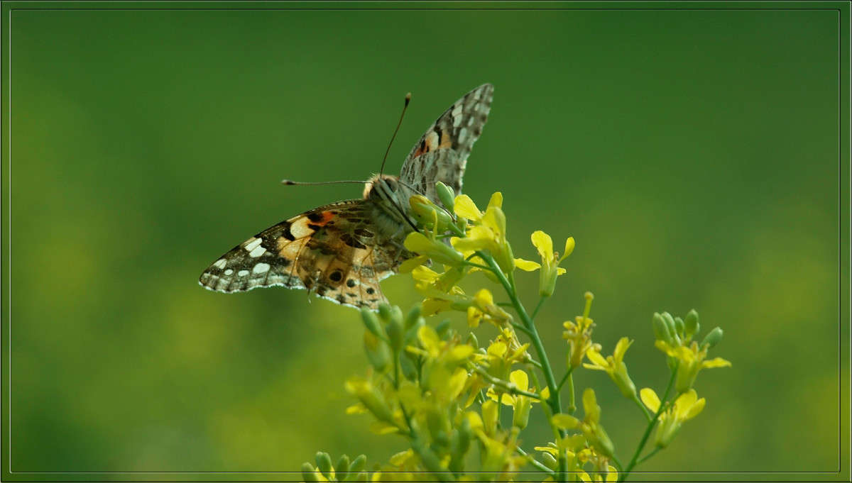 ���� ��� ��������� ������ 7 ����� ������  �� PhotoGeek.ru #������ ��� �������