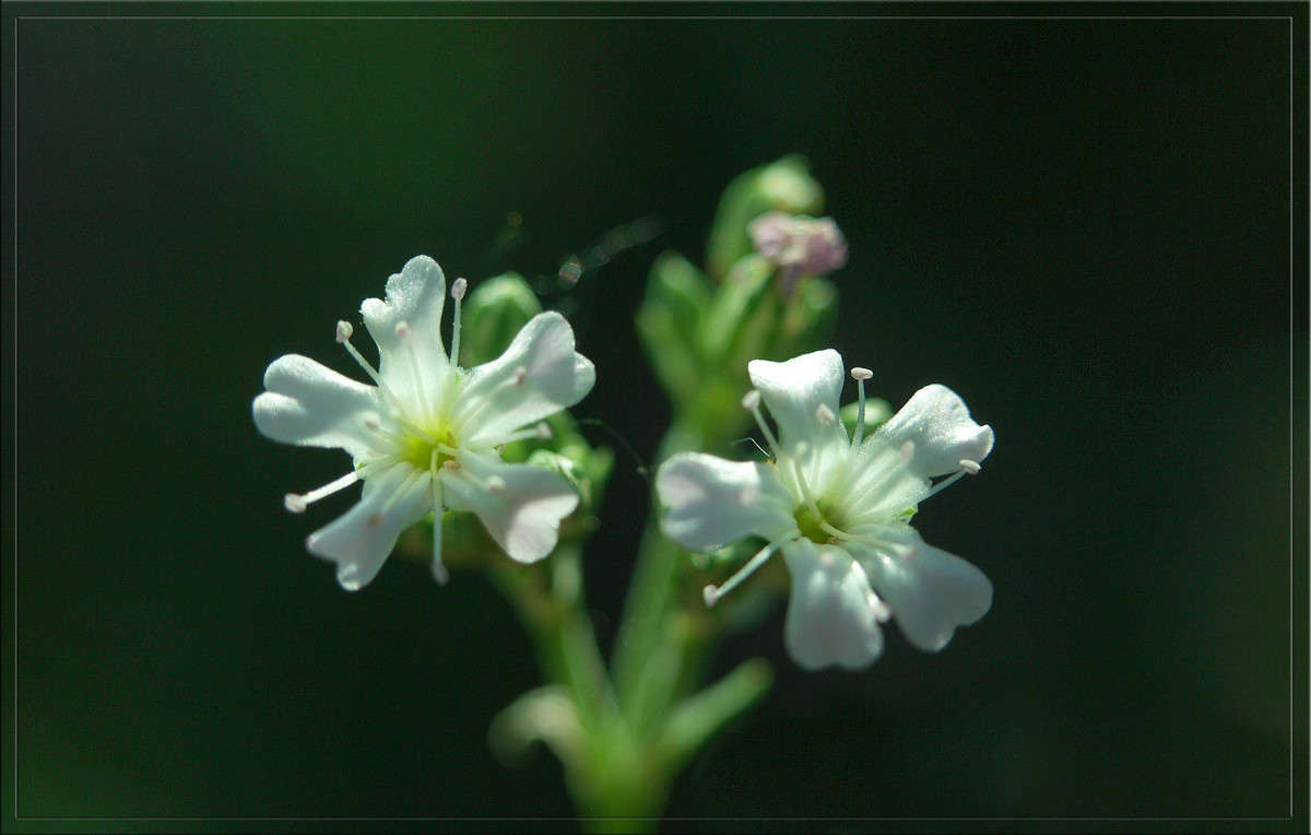 ���� ��� ��������� ������ 17 ����� ������  �� PhotoGeek.ru #������ ��� �������