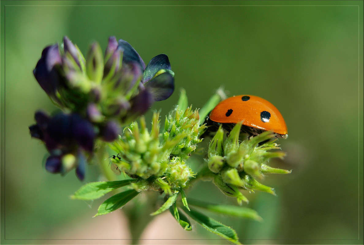 ���� �����  5 ����� ������  �� PhotoGeek.ru #�����