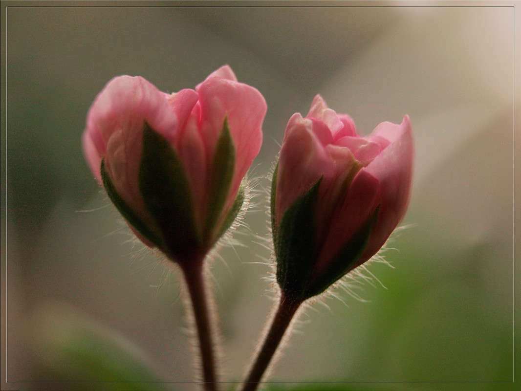 �����f���� �������� ����� ������  �� PhotoGeek.ru #�����