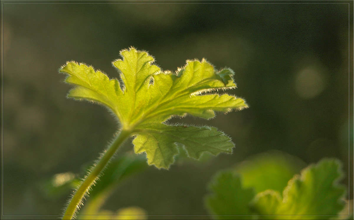 ���� ���������� ������ 2 ����� ������  �� PhotoGeek.ru #������ ��� �������