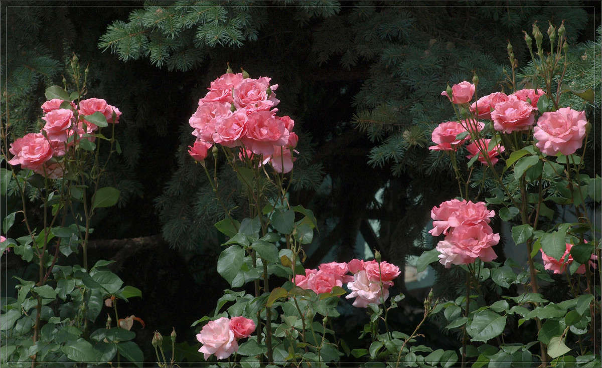 ������� ������ ����� ������  �� PhotoGeek.ru #������ ��� �������