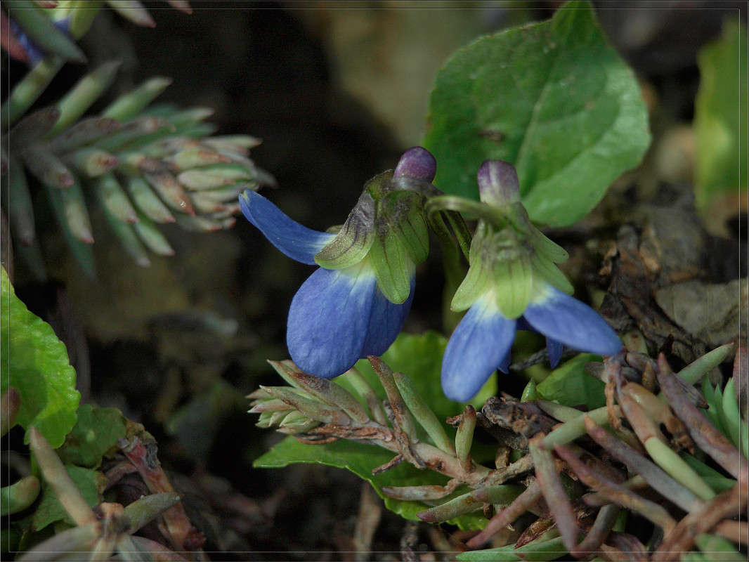 ���� �� ������ 2 ����� ������  �� PhotoGeek.ru #������ ��� �������