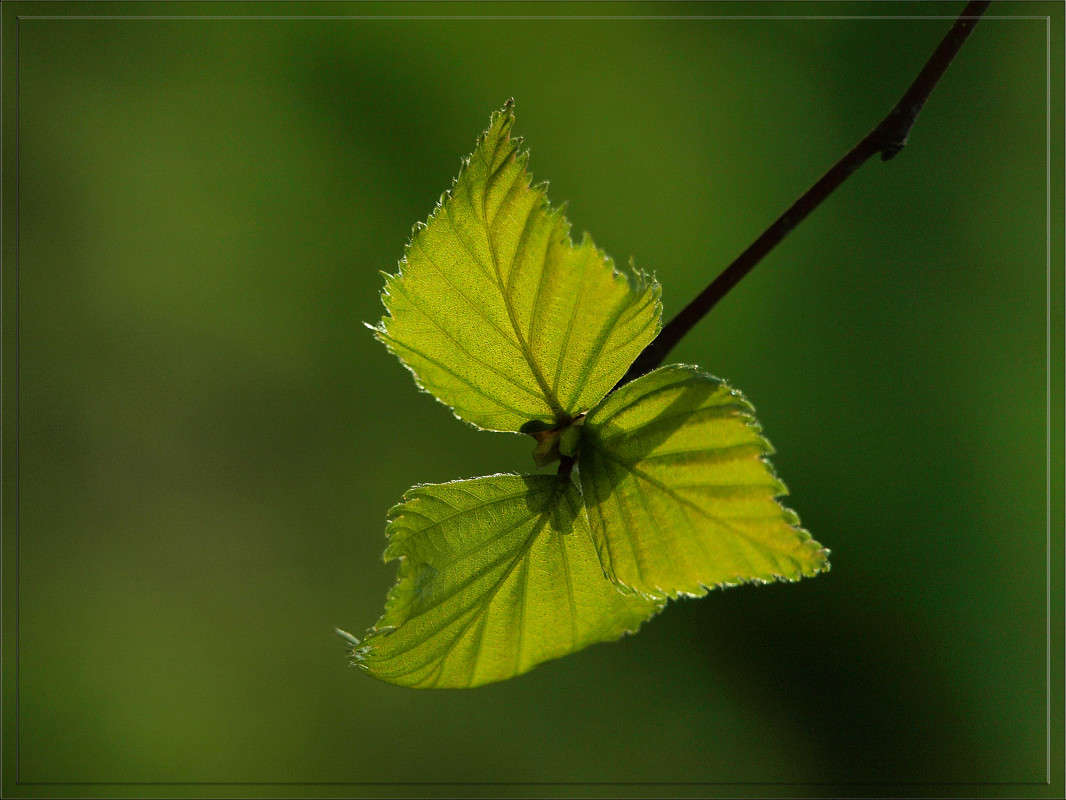 ����������� ����� ������  �� PhotoGeek.ru #������ ��� �������