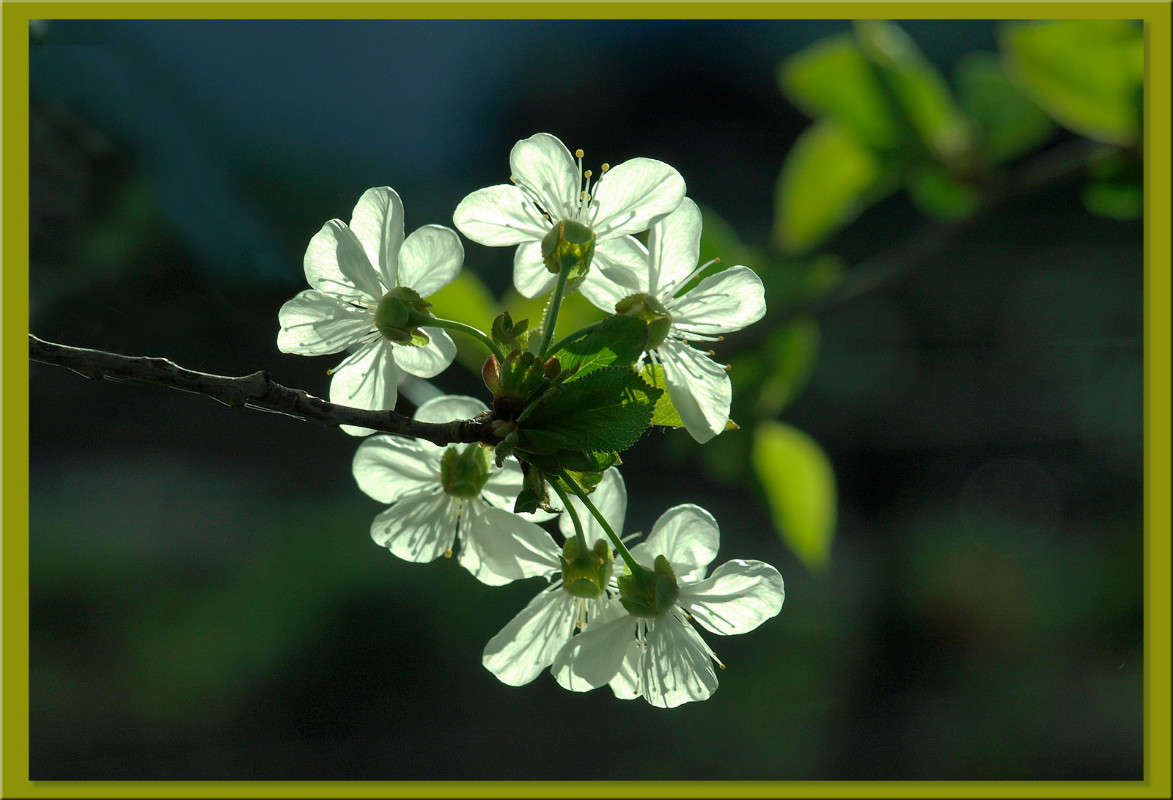 � ��� ������ ����� 4 ����� ������  �� PhotoGeek.ru #������ ��� �������