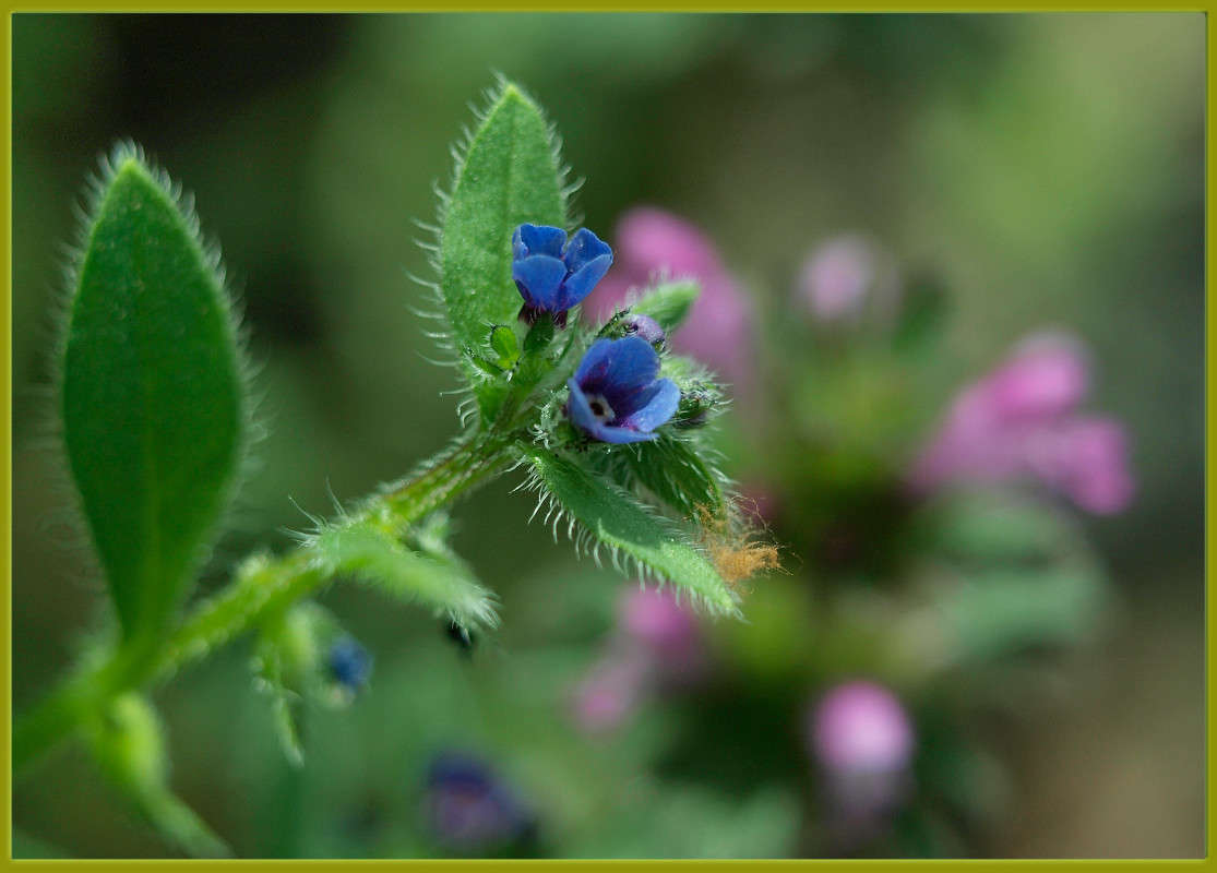 С булавочную головку 10 / С булавочную головку 10 / Фотография на ...