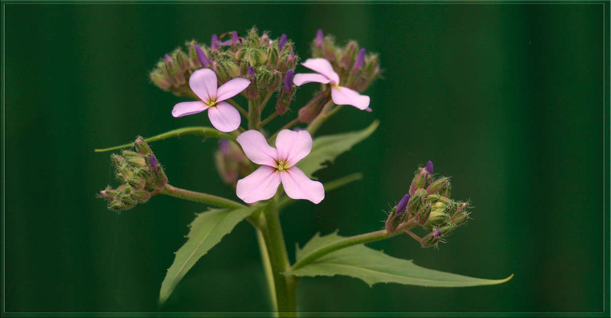 ��������� ����� 4 ����� ������  �� PhotoGeek.ru #������ ��� �������