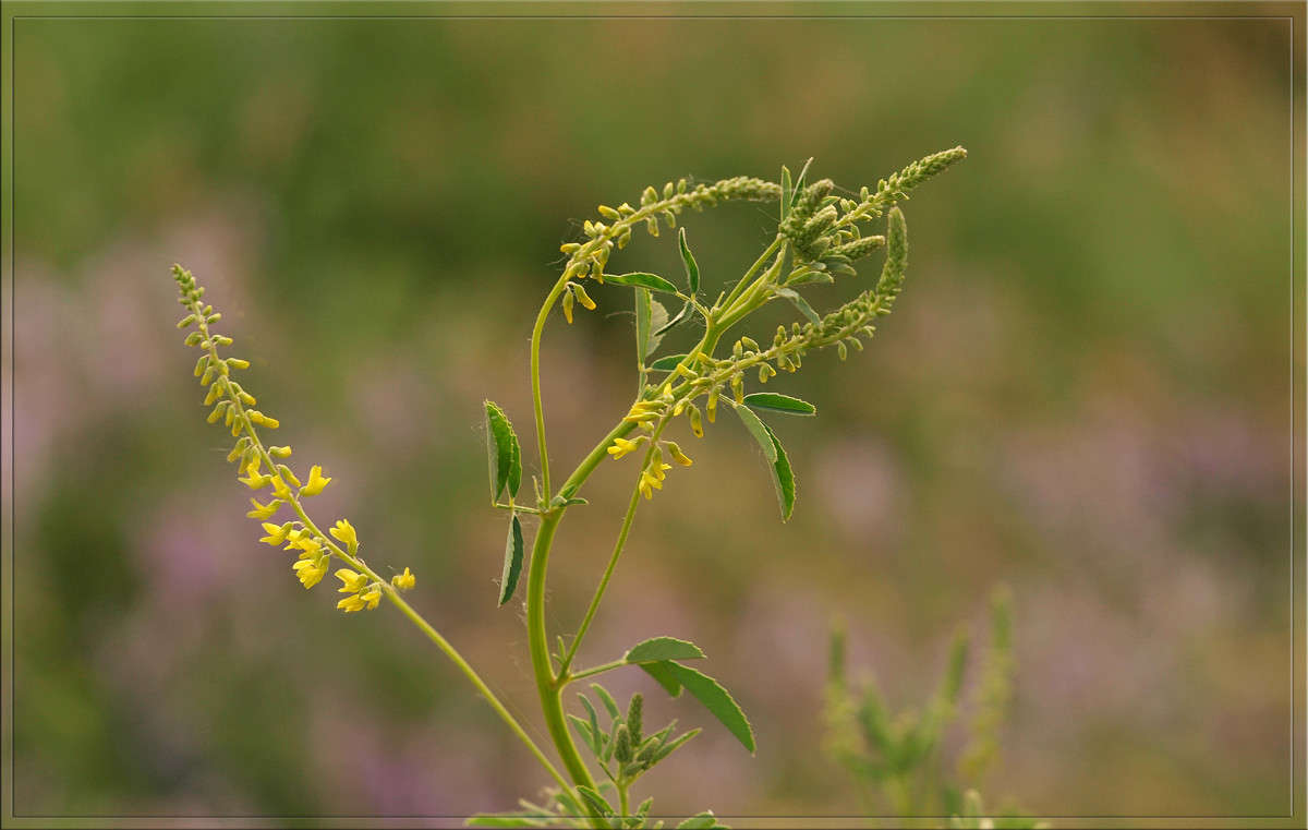 � ������ ���� ����� ������  �� PhotoGeek.ru #������ ��� �������