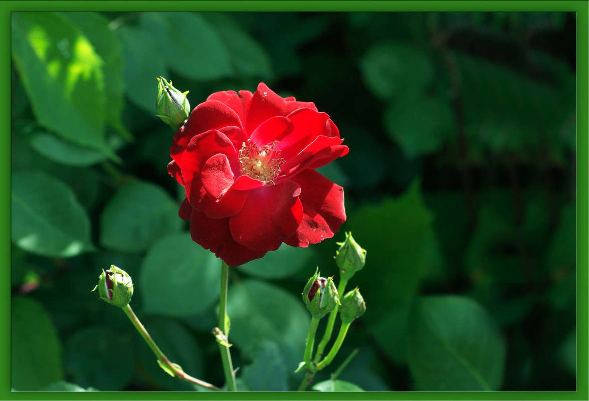 ������� �������� ����� ������  �� PhotoGeek.ru #������ ��� �������