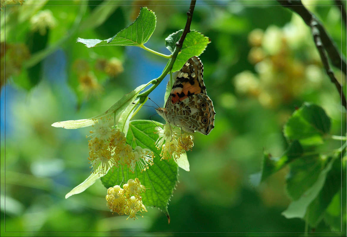 "�������" ������� ����� ������  �� PhotoGeek.ru #�����