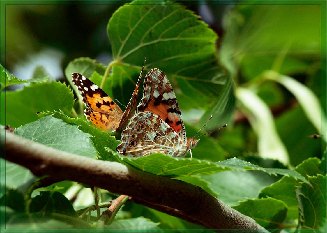 �� ������ ����� ������  �� PhotoGeek.ru #�����