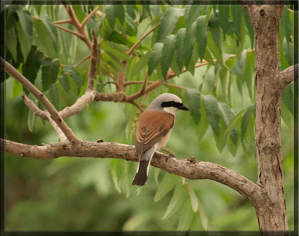 � ���-������� ����� ������  �� PhotoGeek.ru #�������� ���