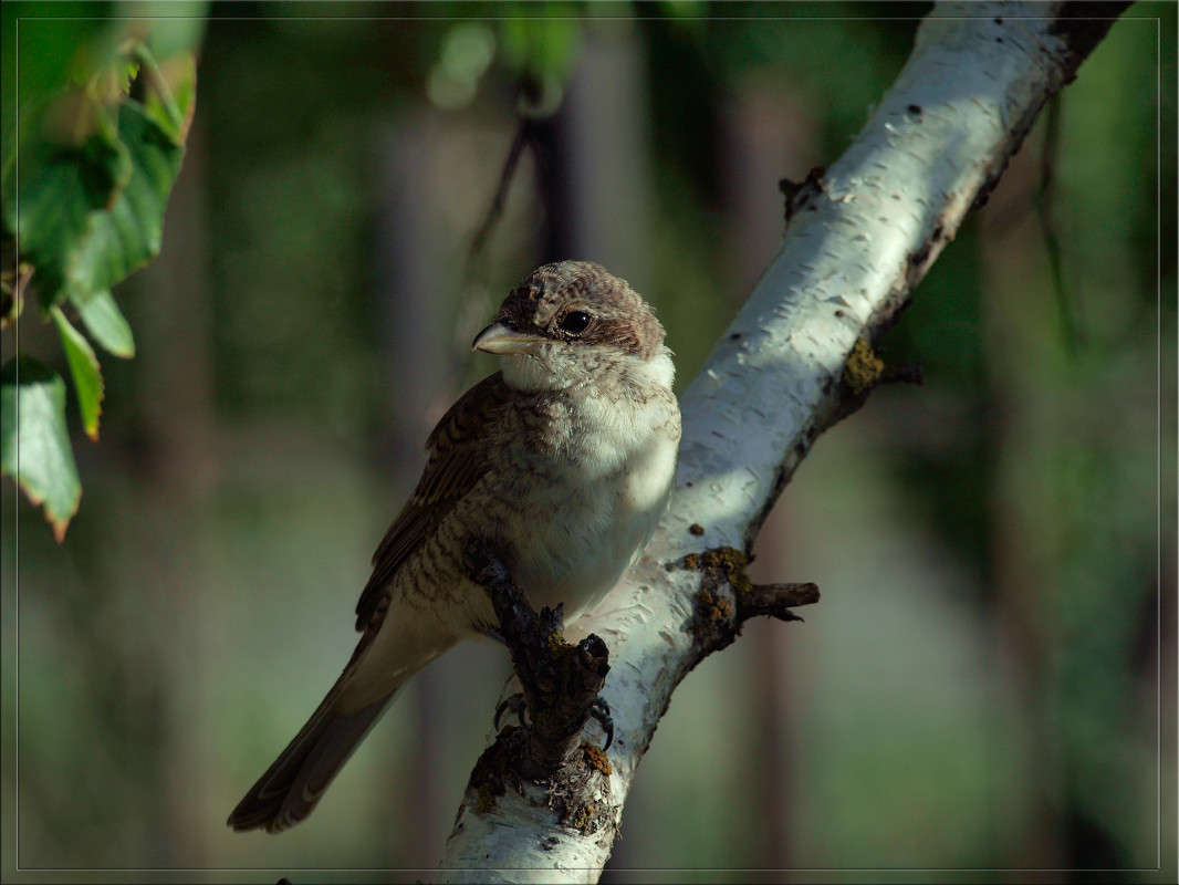 ������� ����� ������  �� PhotoGeek.ru #�������� ���