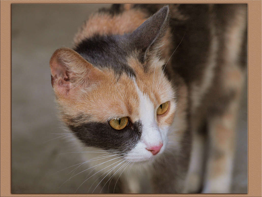 ������ ���� 4 ����� ������  �� PhotoGeek.ru #�������� ���