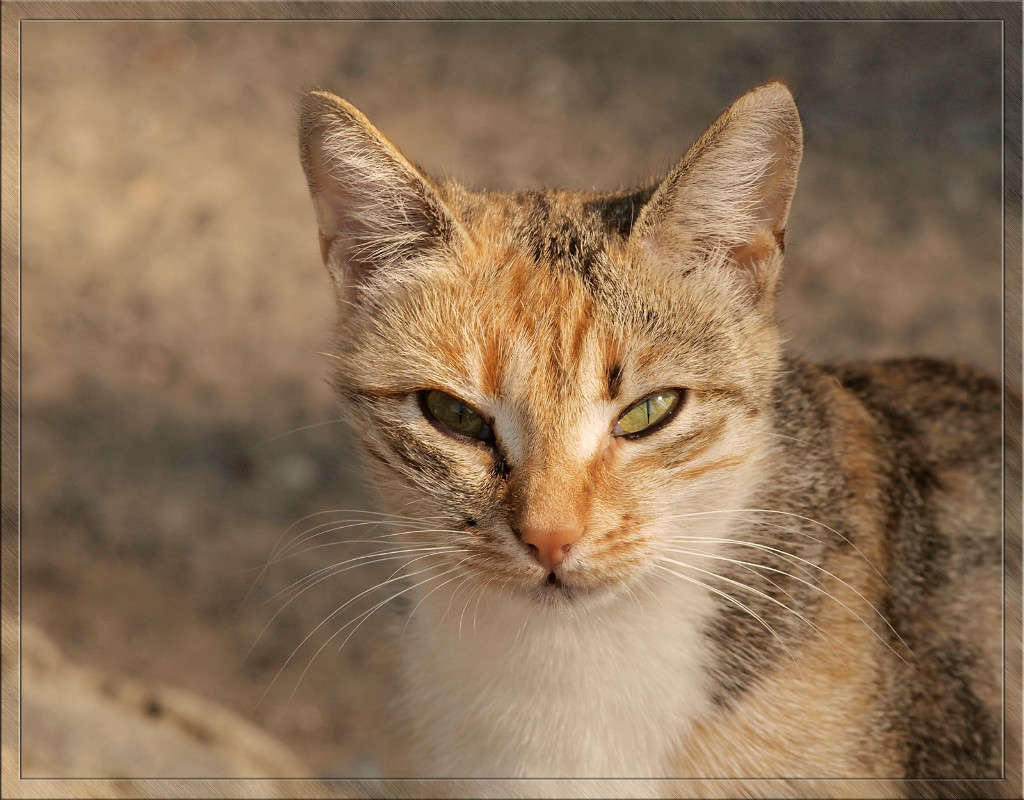 ������������� ������ ����� ������  �� PhotoGeek.ru #�������� ���