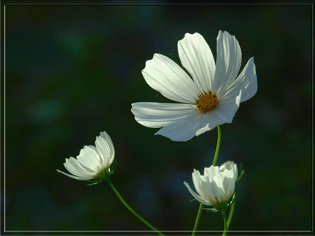 ������� 3 ����� ������  �� PhotoGeek.ru #������ ��� �������