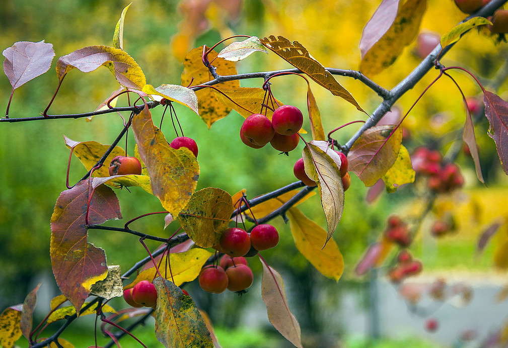 Райские яблочки / Райские яблочки / Фотография на PhotoGeek.ru