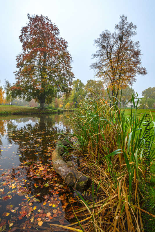 Осень в Потсдаме #8 автор Maximilian Buckup на PhotoGeek.ru #Пейзаж или природа #Герамния #Дерево #Осень #Отражение #Парк