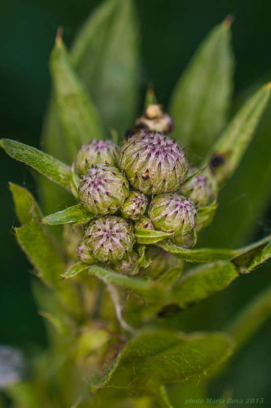 ��������� ����� ����� ���� �� PhotoGeek.ru #����� #������ ��� �������