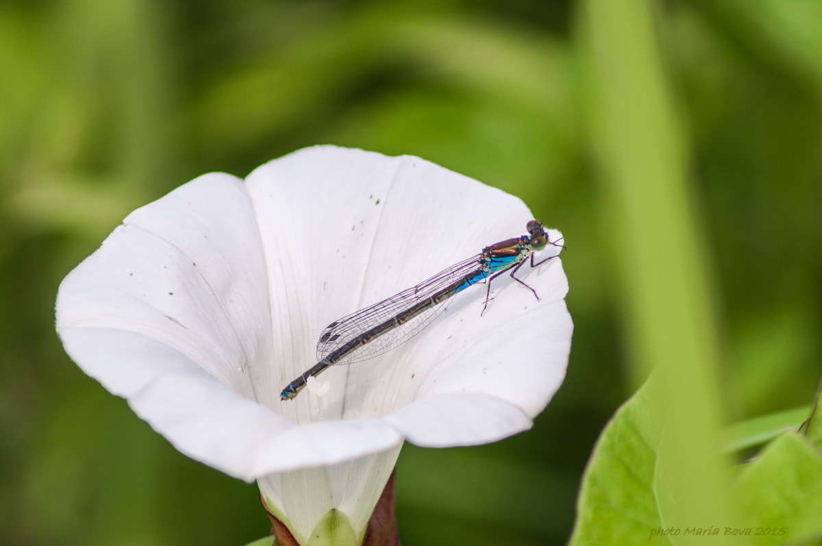 ���������� ��������... ����� ����� ���� �� PhotoGeek.ru #����� #�������� ���