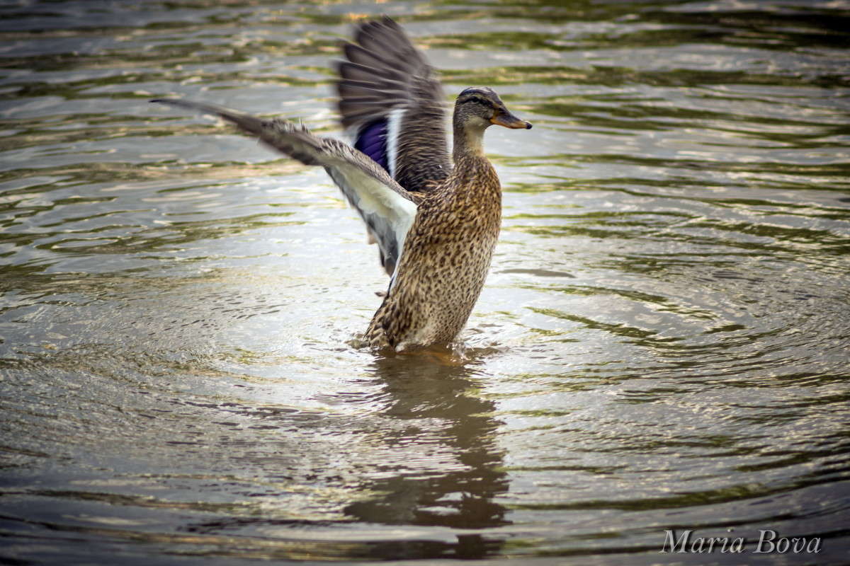 ������� ����� ����� ���� �� PhotoGeek.ru