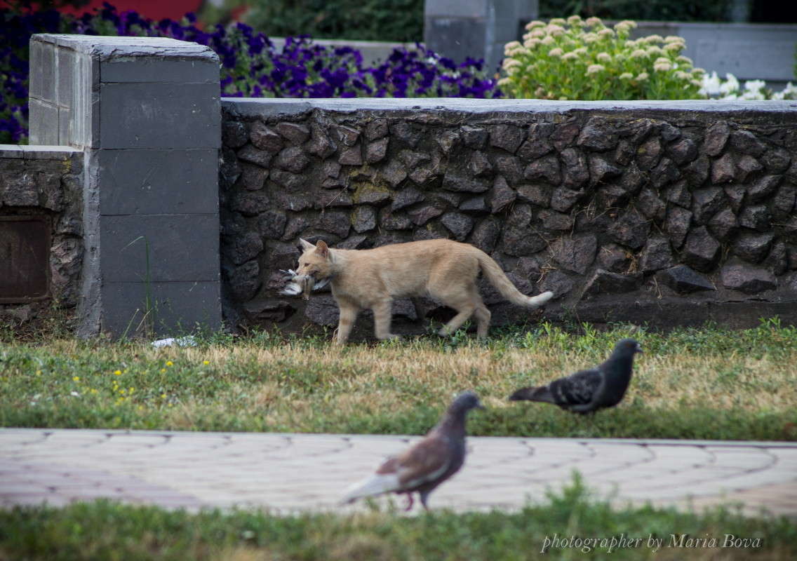 ������� - �� ������� ����� ����� ���� �� PhotoGeek.ru #�������� ���