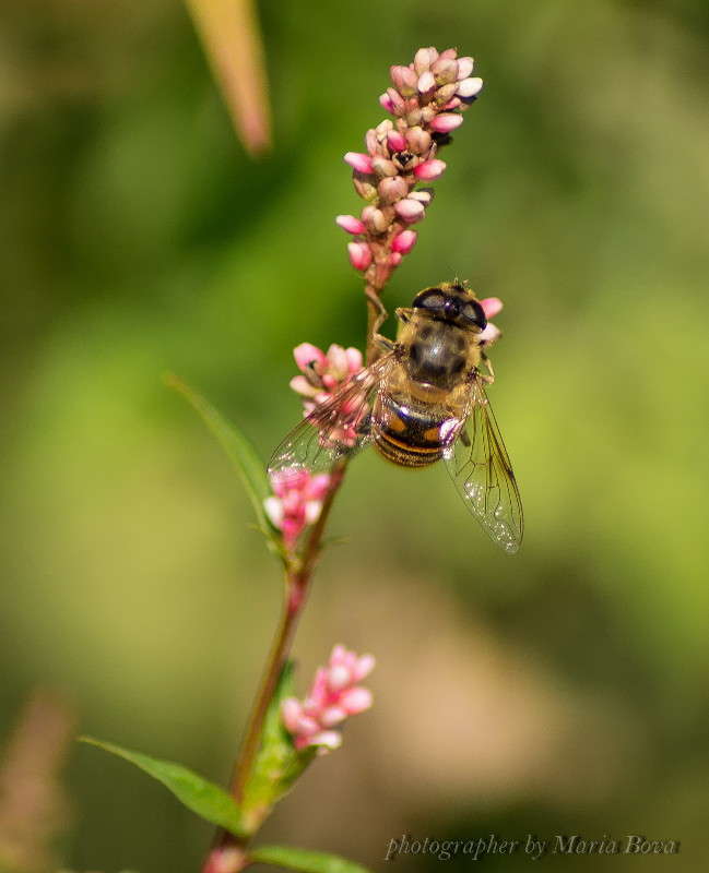 ������� ��� ����� ����� ���� �� PhotoGeek.ru #����� #�������� ��� #���������